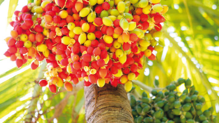 Dettaglio dei frutti gialli e rossi di un albero di palma.
