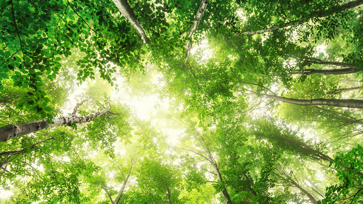 Alberi dalle chiome verdi inquadrati dal basso con le foglie illuminate dal sole nel cielo azzurro.