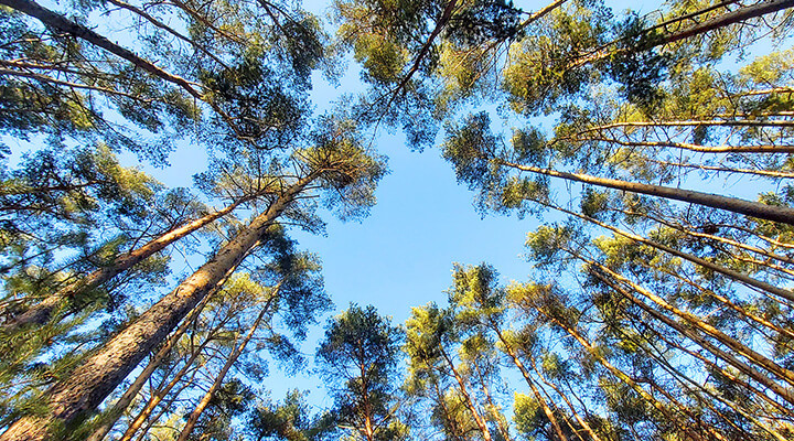 Fotografia di una foresta di pini visti dal basso contro il cielo azzurro.